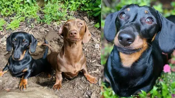 Meet the Sausage Dog Gardeners Who’ve Taken Social Media By Storm