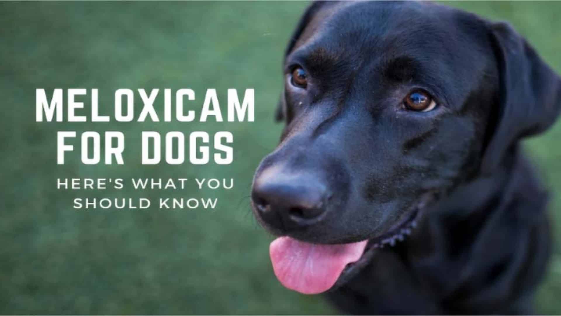 Meloxicam for Dogs: Dosage, Uses, Benefits & Side Effects