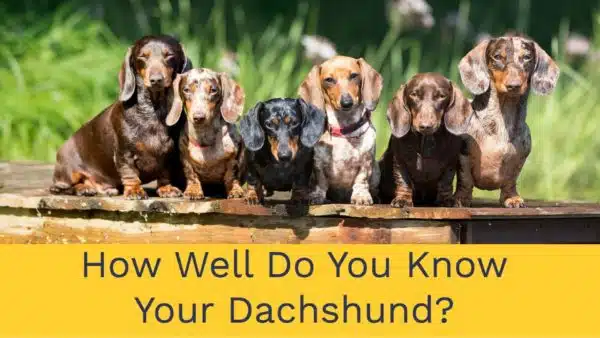 Quiz: How Well Do You Know Your Dachshund?
