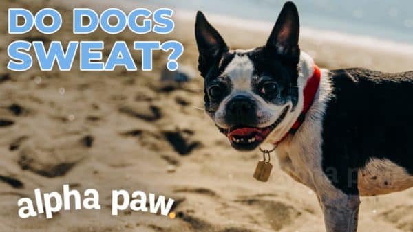 Video: Do Dogs Sweat?! The Surprising Answer