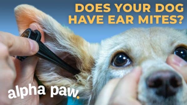 Video: How To Know If Your Dog Has Ear Mites