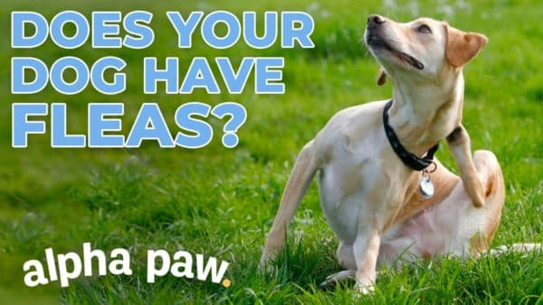 Video: How To Know If Your Dog Has Fleas