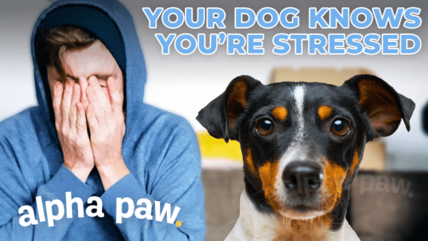 Video: What Happens To Your Dog When You’re Stressed