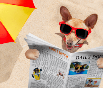 How to Care for A Dog At the Beach: A Pet Parent Guide