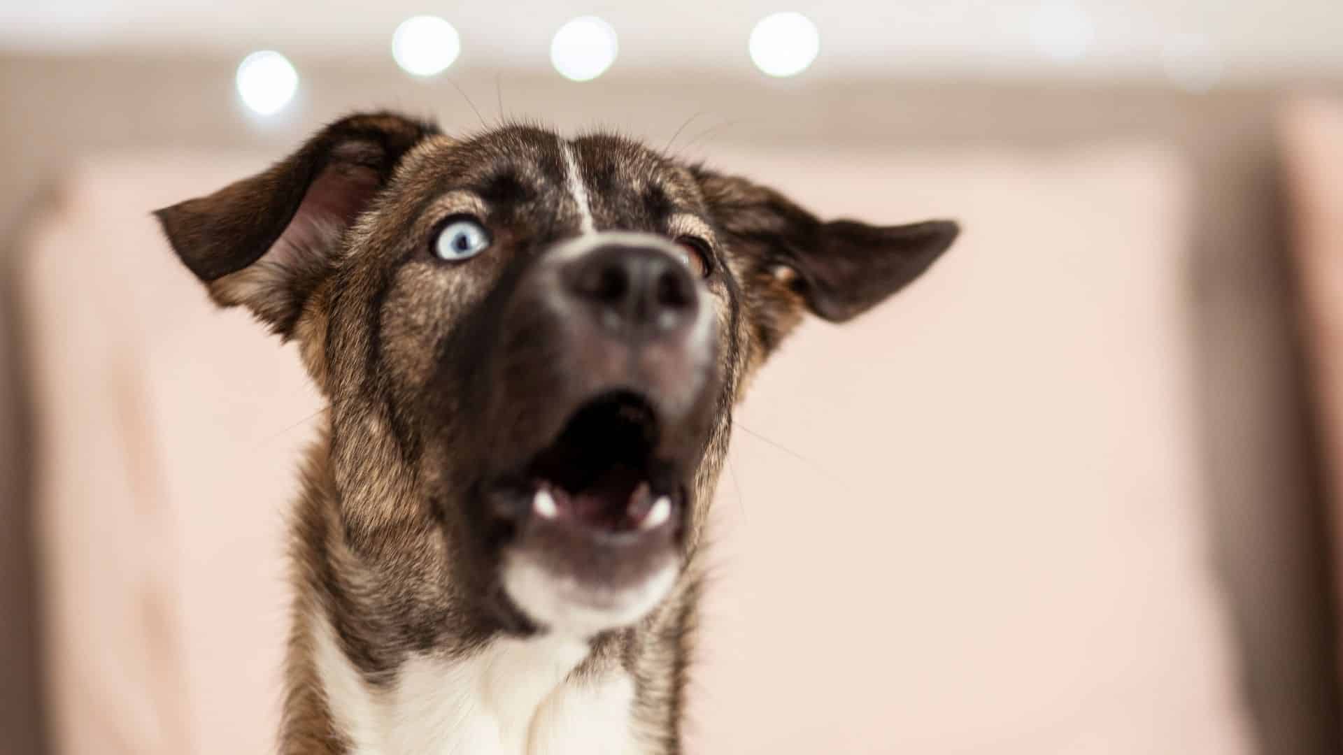 Why Is My Dog Howling? Causes, Treatment, And Prevention