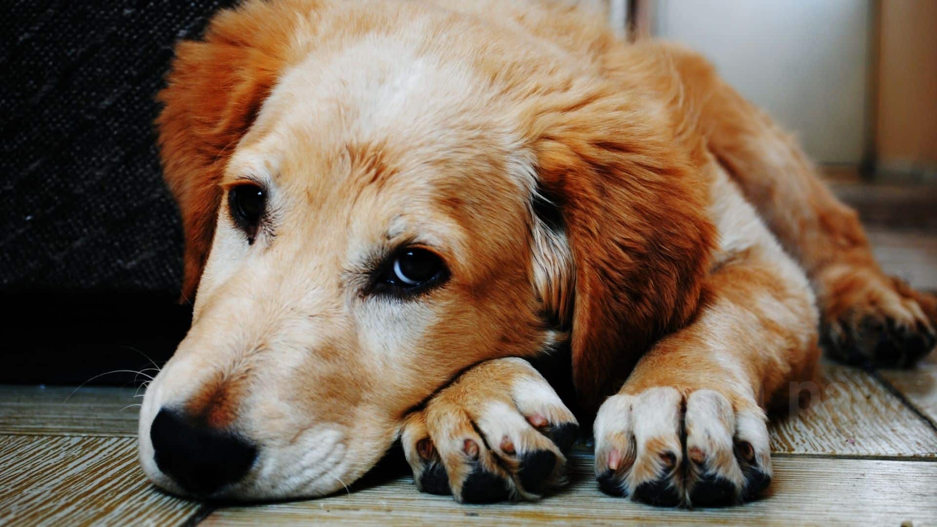 Contagious Dog Diseases: A Pet Parent Guide