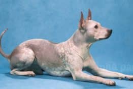 American Hairless Terrier Dog Breed Guide: Facts, Health & Care