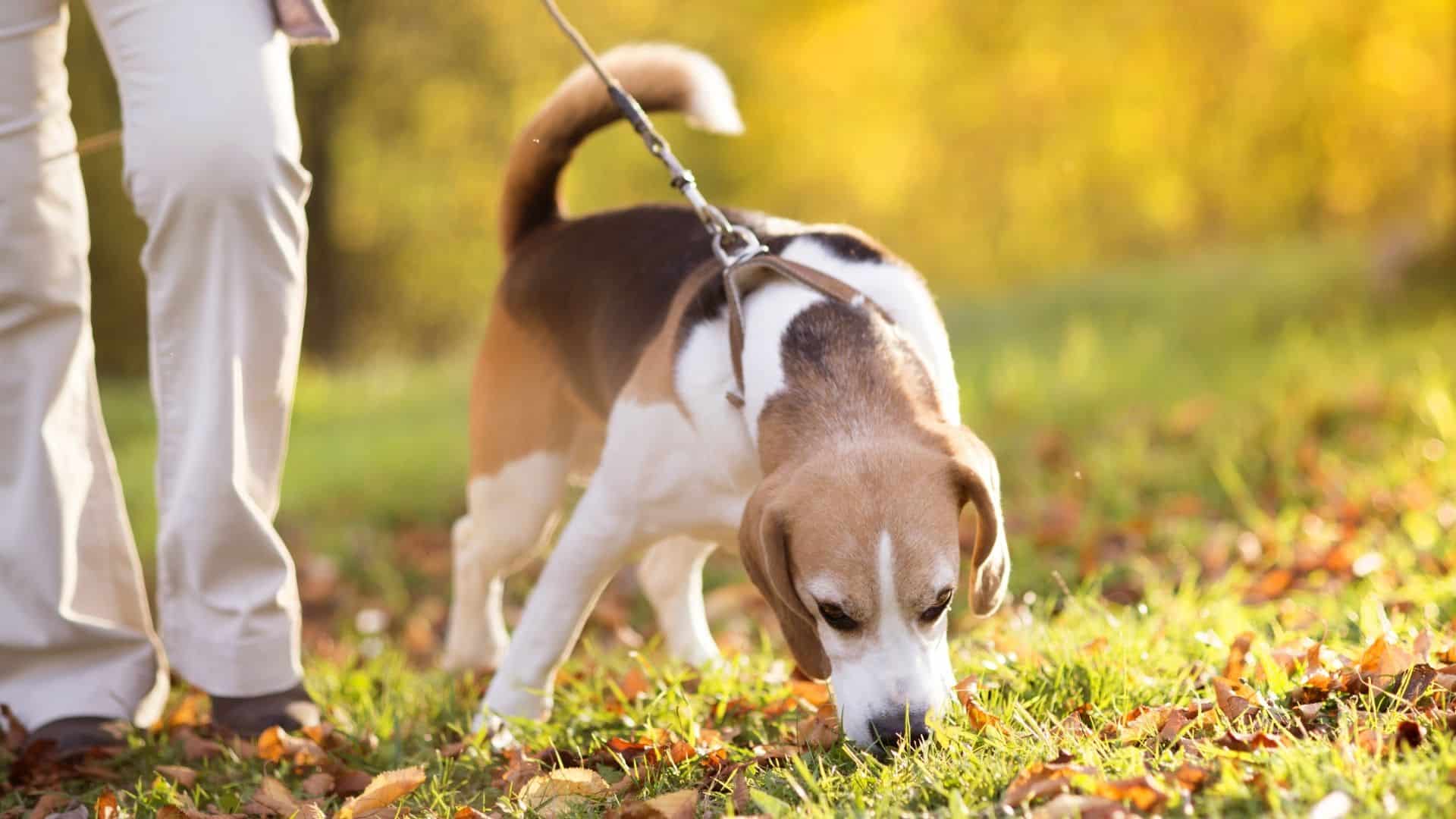 The Complete Guide to Dog Walking