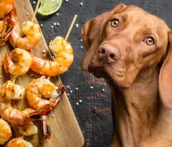 Can Dogs Eat Shrimp? A Pet Parent Guide