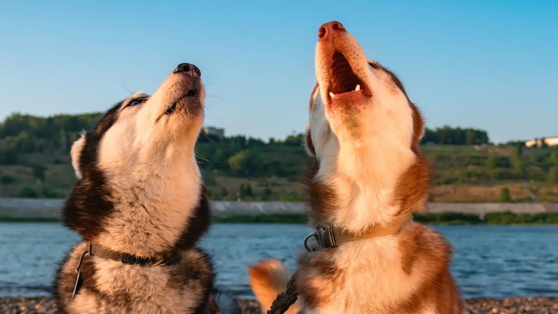 Why Is My Dog Howling? Causes, Treatment, and Prevention