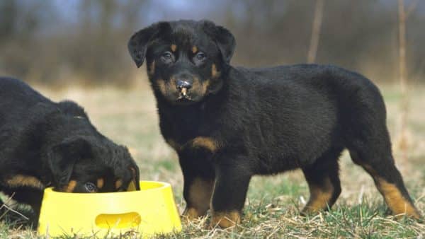Best Dry Dog Food Brands for Rottweilers 2021