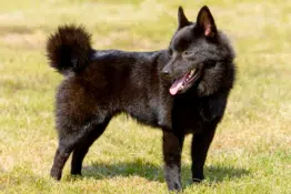 Schipperke Dog Breed Guide: Facts, Health and Care