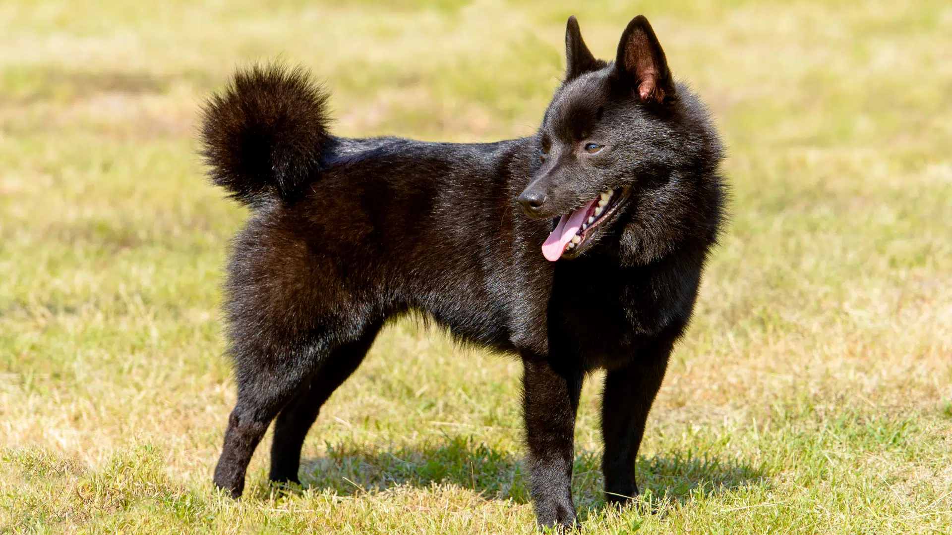 Schipperke Dog Breed Guide: Facts, Health and Care