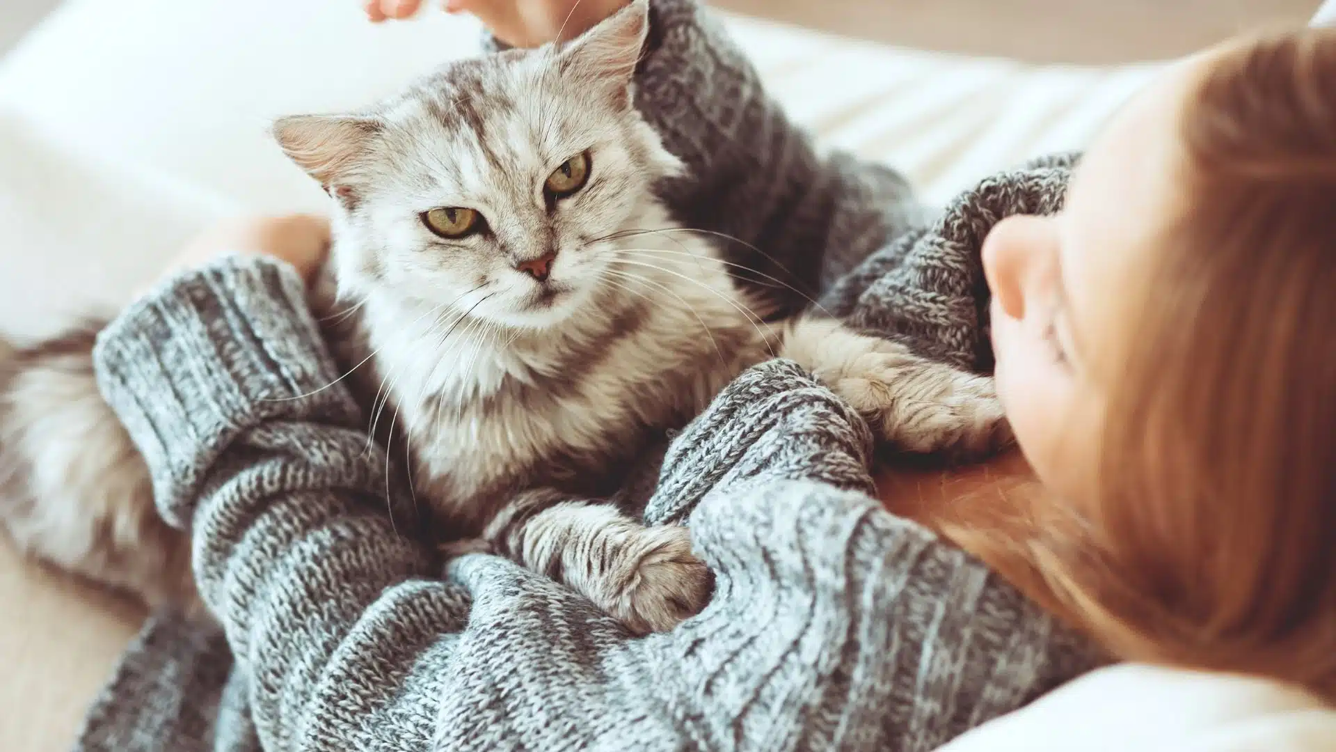 Contagious Cat Diseases: A Pet Parent Guide On Feline Health Conditions