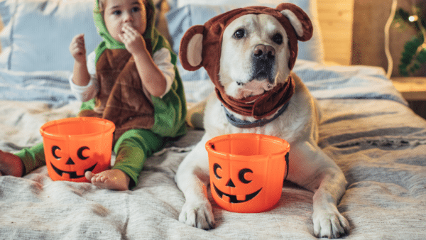 Have A Blast With Your Pup On Halloween