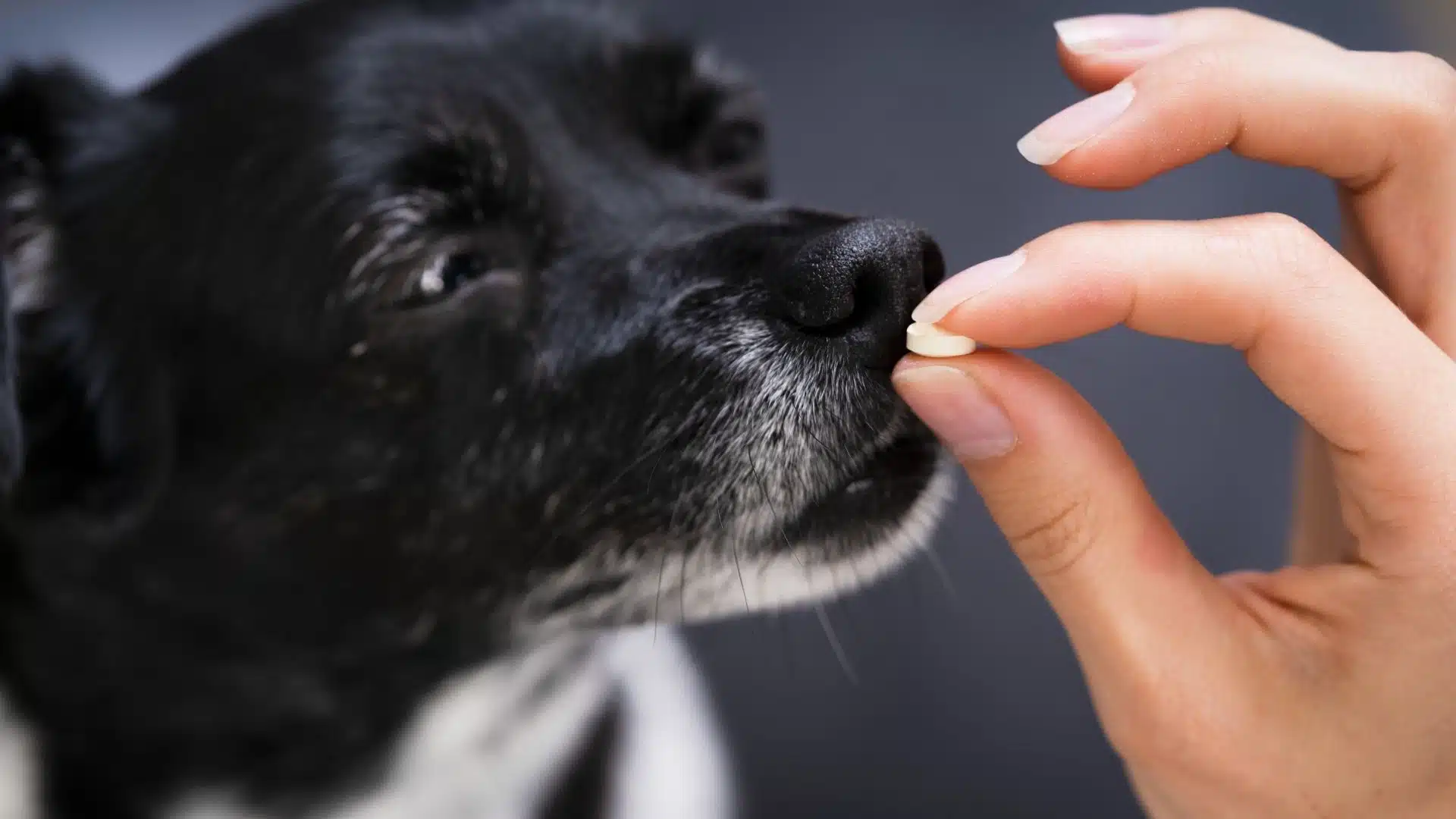 Dog Melatonin: The Benefits