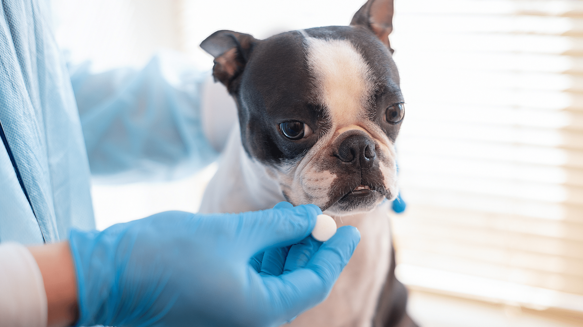 A List of Human Medications That Are Safe for Dogs