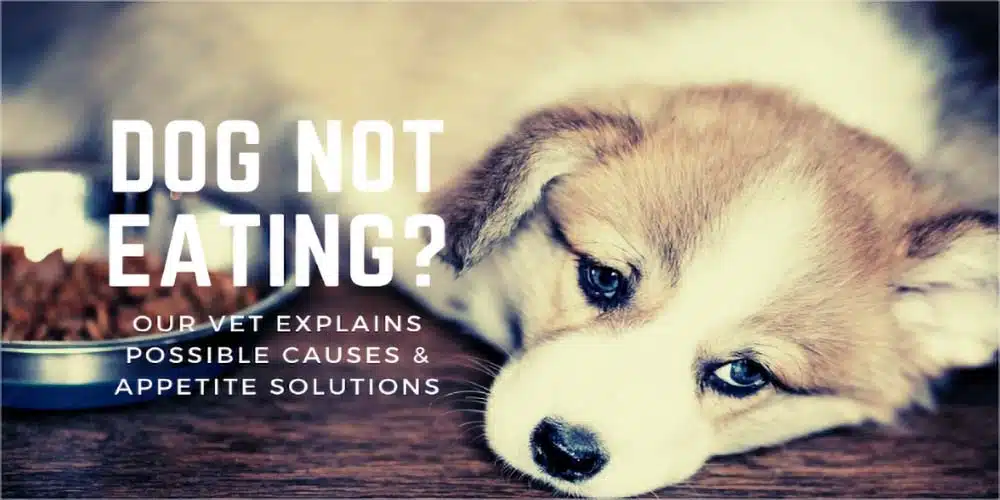Dog Not Eating? Our Vet Explains Possible Causes & Dog Appetite Solutions