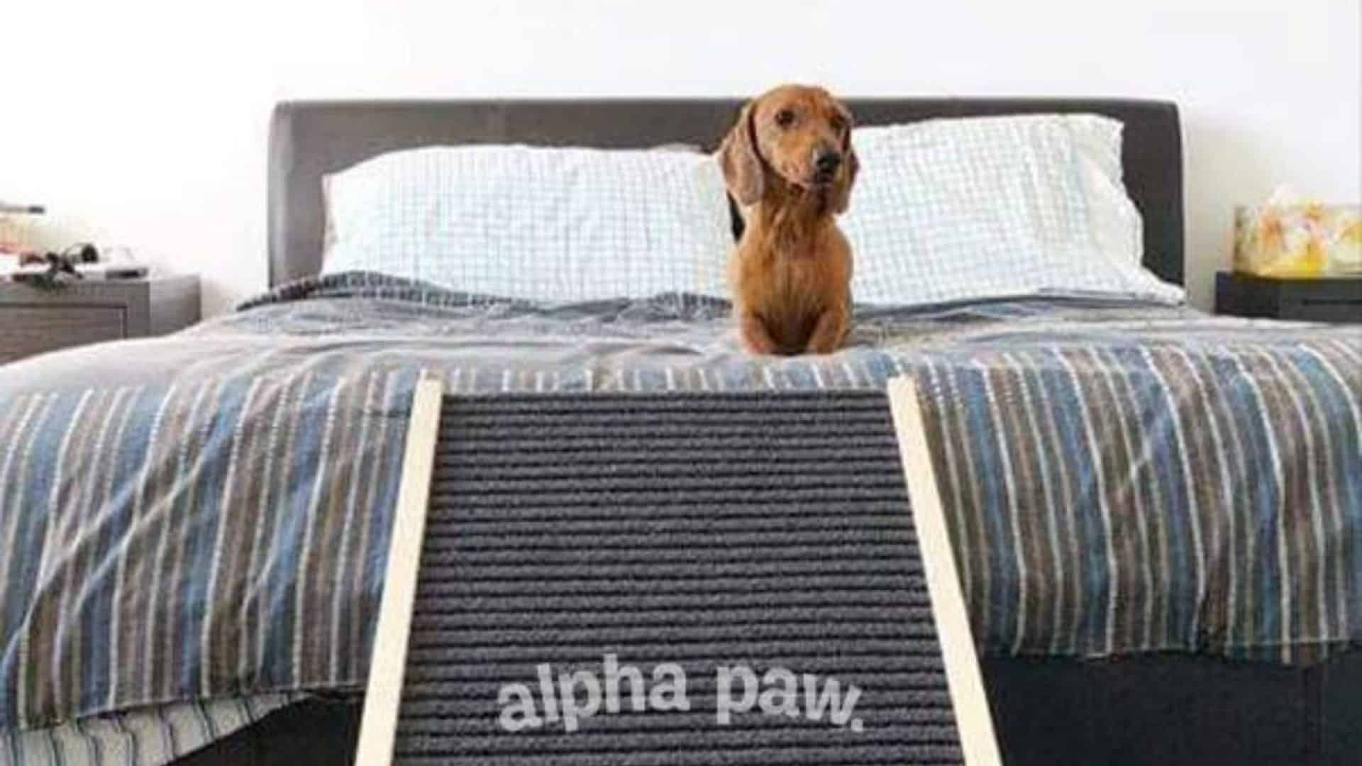 How To Train Your Dachshund To Use A Dog Ramp