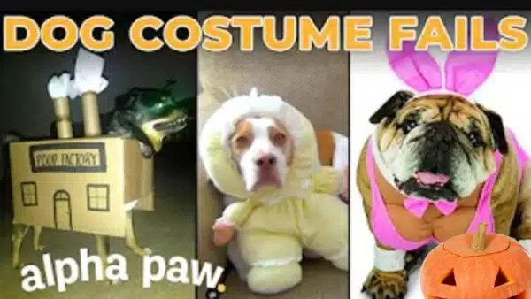 Video: 10 Biggest Dog Halloween Costume Fails