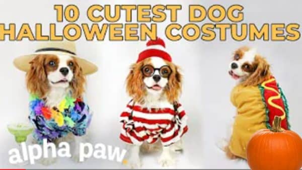Video: 10 Cutest Dog Halloween Costumes
