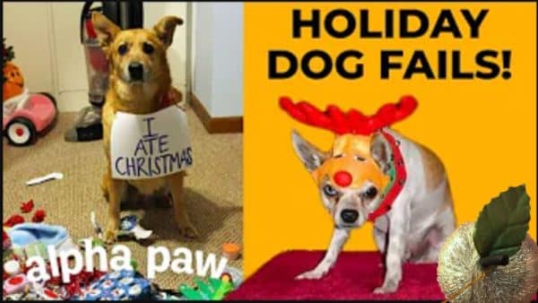 Video: 10 Holiday Dog FAILS That Will Make You Cry
