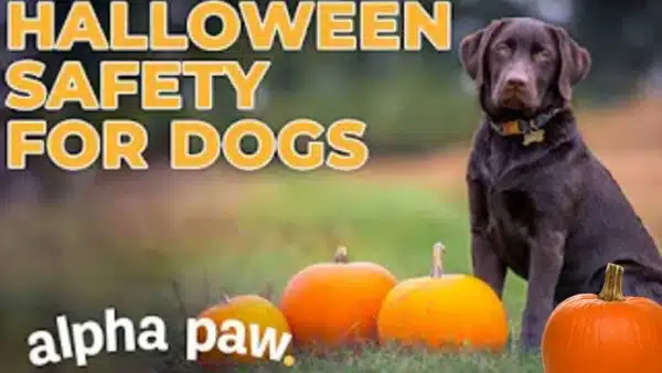 Video: How To Protect Your Dog On Halloween, According To A Vet