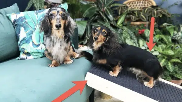 Why A Ramp Is Essential for Dachshund Owners