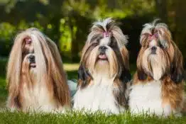 Shih Tzu Dog Breed Guide: Facts, Health and Care