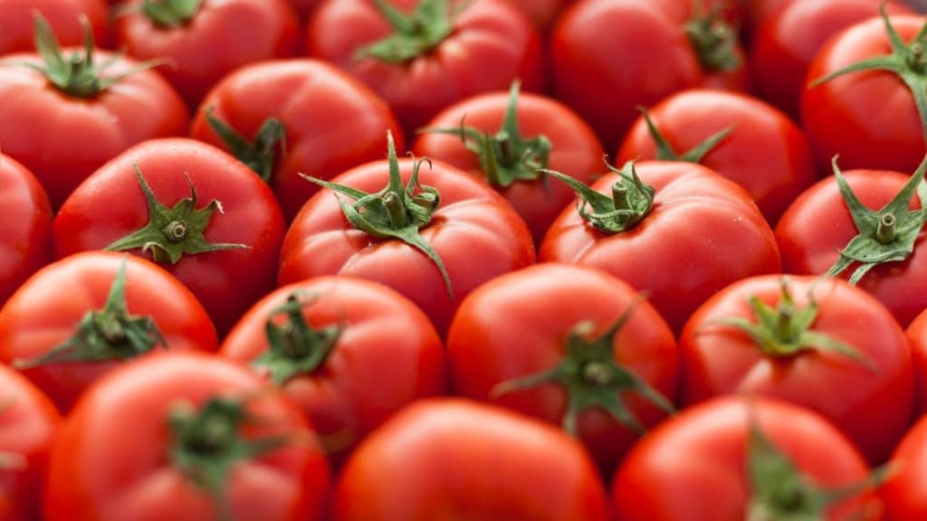 Can Dogs Eat Tomatoes? Our Vet Weighs In Alpha Paw
