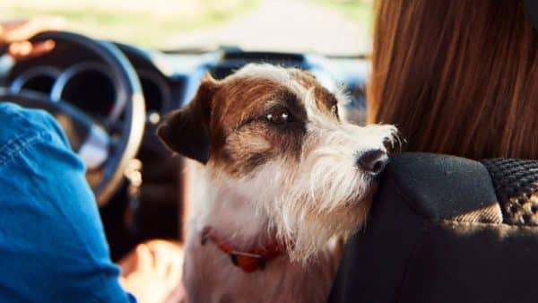 Taking Your Pup on A Drive? This Simple Product Can Save Your Dog’s Life!