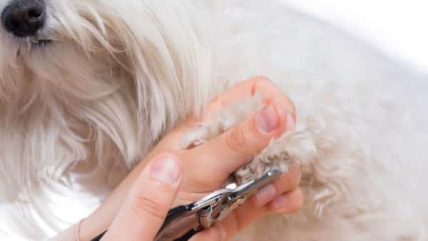 The Pet Nail Grinder Turns the Nightmare of Trimming Dog Nails Into A Dream