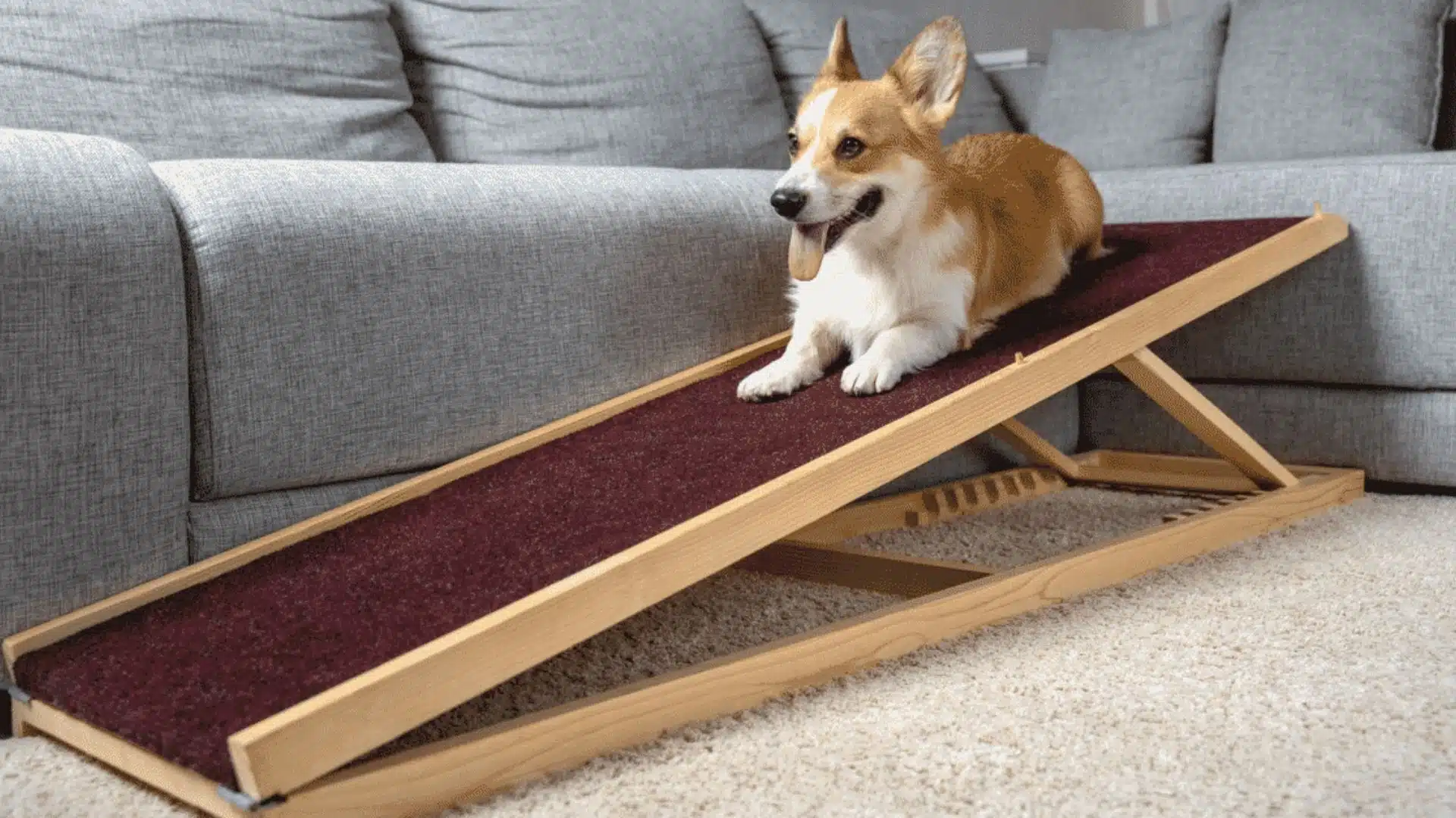 How to Train Your Dog to Use A Dog Ramp: A Pet Parent Guide