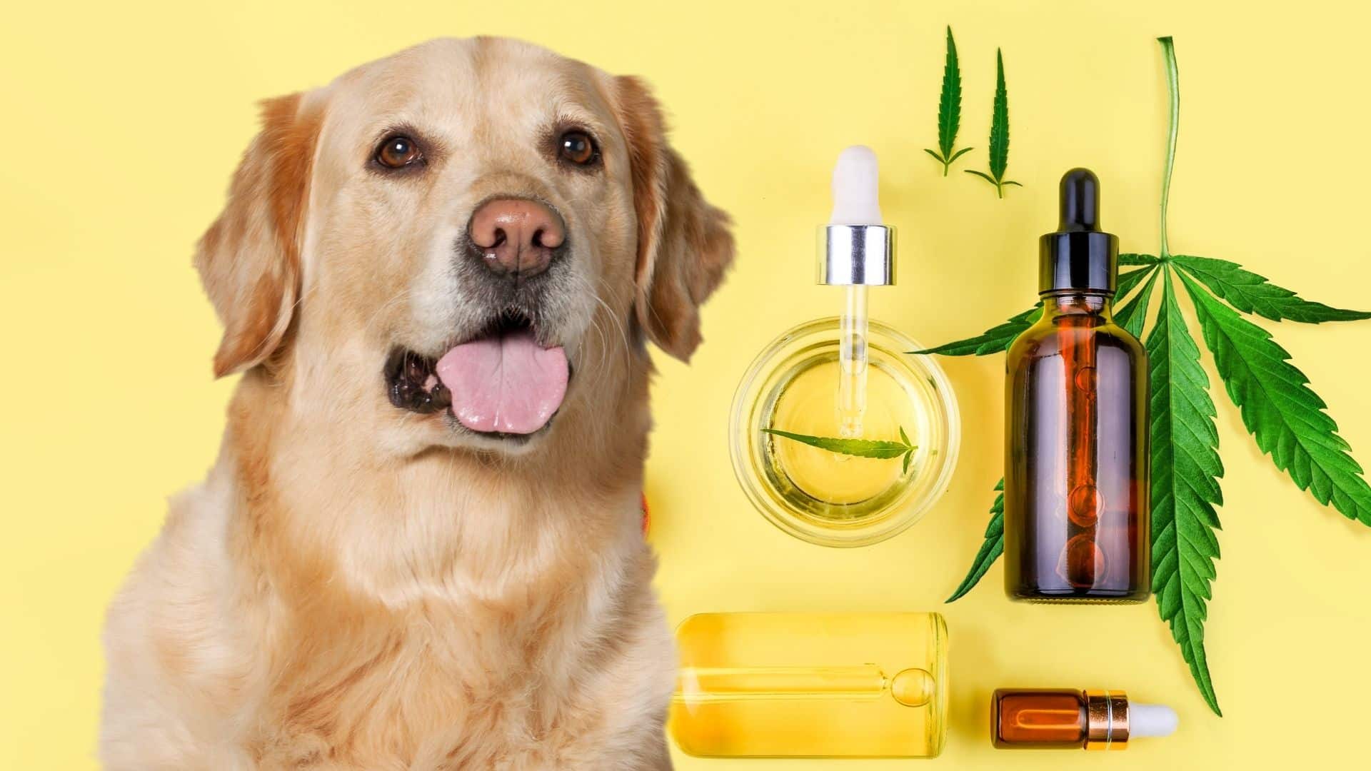 CBD Oil For dogs: A Veterinary Medicine Alternative