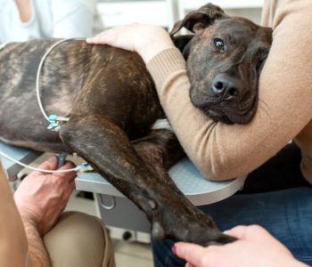 Non-Core Vaccinations All Dogs Should Get