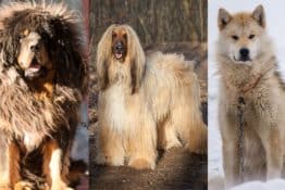 Large Dog Breed Directory: A Dog Owner Guide
