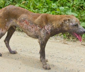 Dog with Mange: Treatment and Prevention