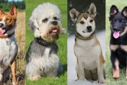 Medium-Size Dog Breed Directory: A Pet Parent Guide