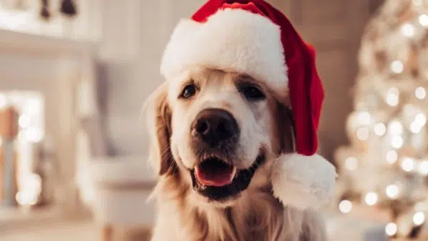 Preparing For The Holidays:  Foods To Avoid Giving Your Pup