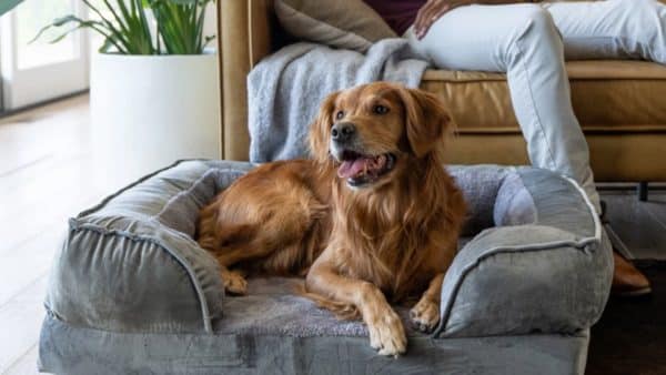 Alpha paw dog beds: a guide for pet owners