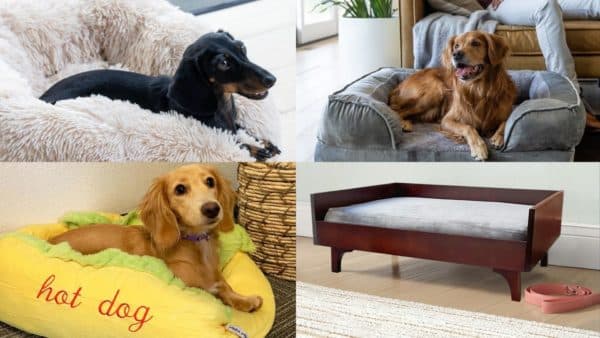 Alpha Paw Dog Beds: A Guide for Pet Owners
