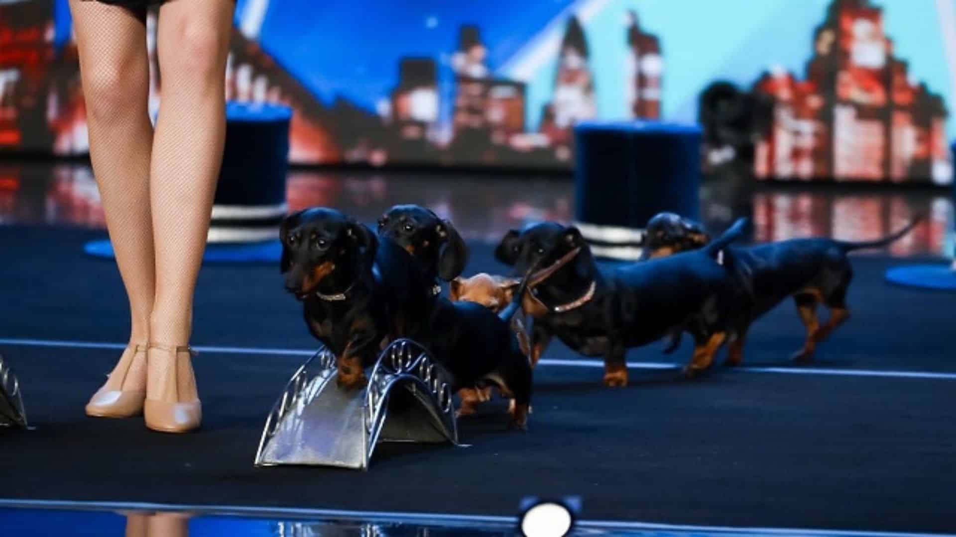 Diana Vedyashinka’s Hot Doggie Show With Super Talented Dachshunds