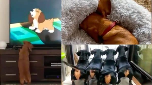 Funniest dachshund videos a wiener dog compilation