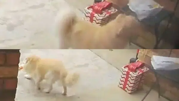Porch Pirate Pup Caught In the Act Taking Neighbor’s DoorDash Order!