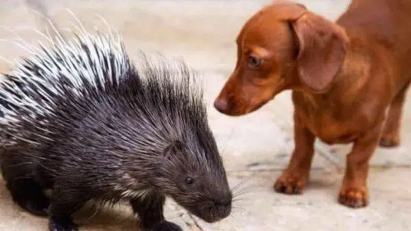 A Wiener Dog and His Porcupine Best Friend