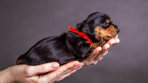 The most adorable photos of dachshund puppies