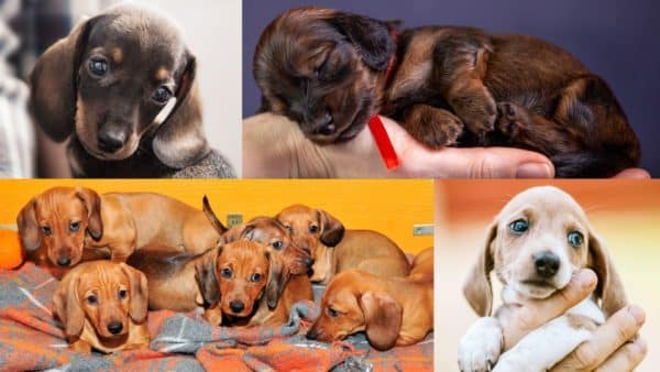 The Most Adorable Photos of Dachshund Puppies