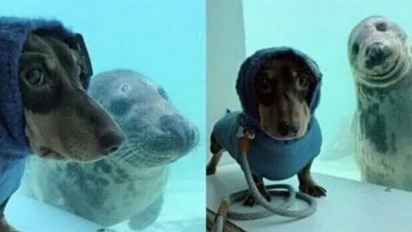 A Dachshund and a Seal’s Incredible Friendship!