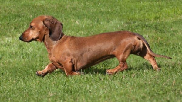 Grooming tips for short-haired dachshunds