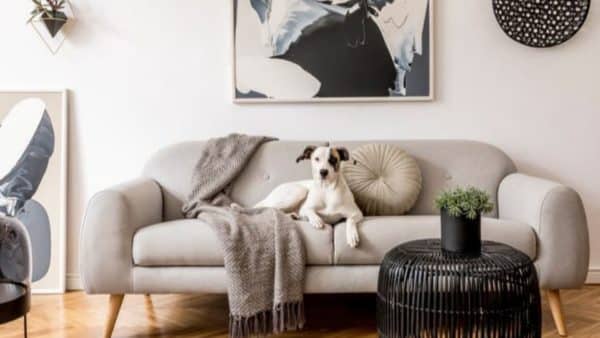 How To Pick The Best Apartment Dog